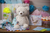 Putty Cream Bear 17